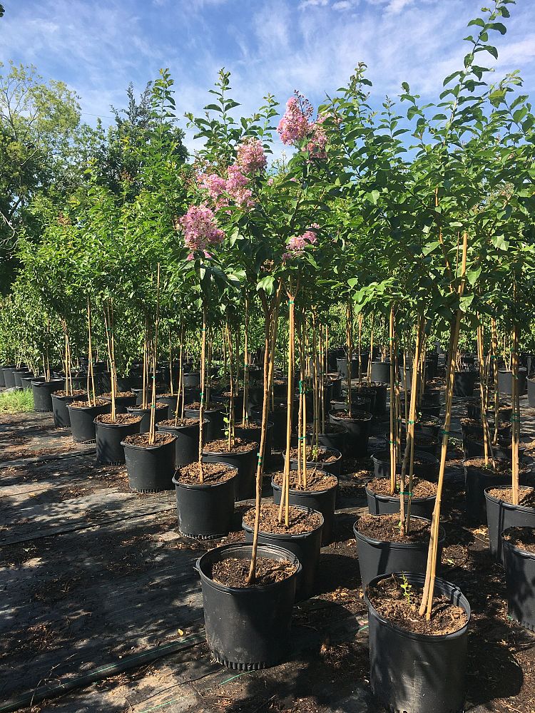 lagerstroemia-fauriei-muskogee-japanese-crape-myrtle