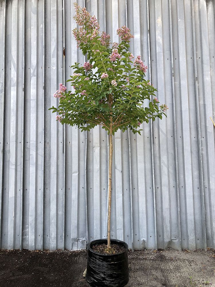 lagerstroemia-fauriei-muskogee-japanese-crape-myrtle