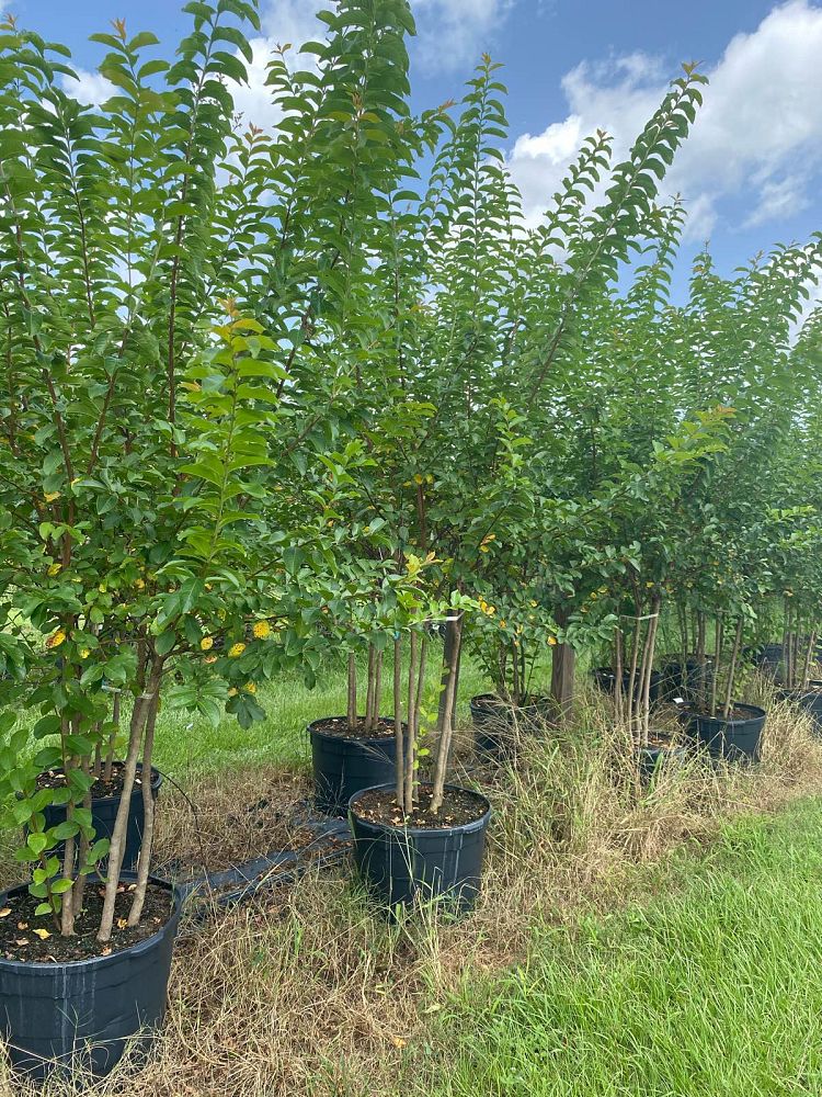 lagerstroemia-fauriei-muskogee-japanese-crape-myrtle