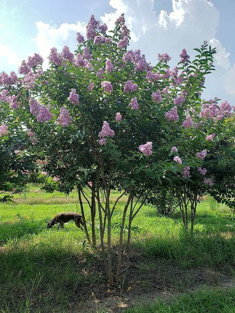 lagerstroemia-fauriei-muskogee-japanese-crape-myrtle