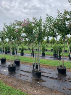 lagerstroemia-fauriei-muskogee-japanese-crape-myrtle