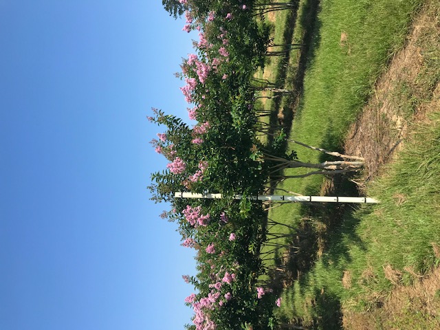 lagerstroemia-fauriei-muskogee-japanese-crape-myrtle
