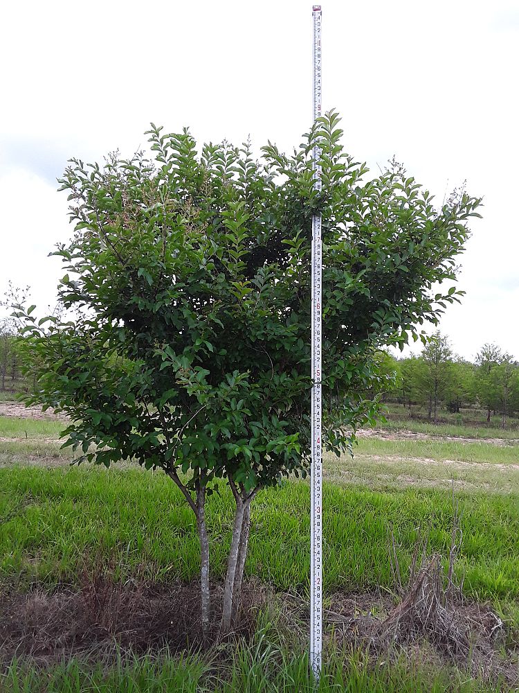lagerstroemia-fauriei-muskogee-japanese-crape-myrtle