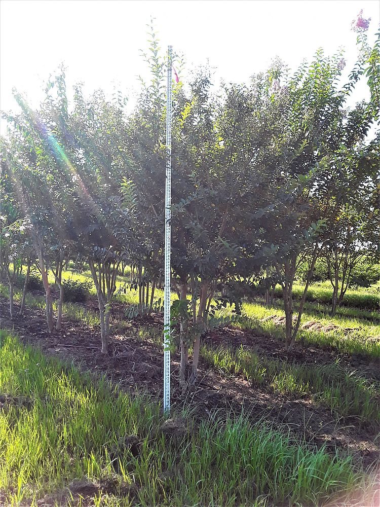 lagerstroemia-fauriei-muskogee-japanese-crape-myrtle