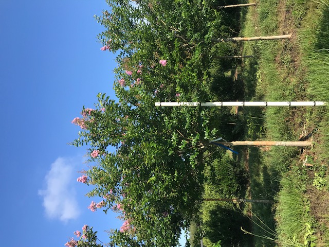 lagerstroemia-fauriei-muskogee-japanese-crape-myrtle