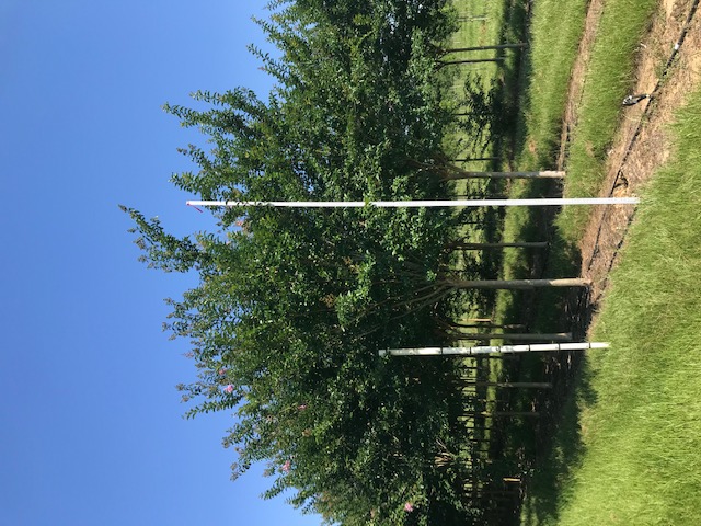 lagerstroemia-fauriei-muskogee-japanese-crape-myrtle