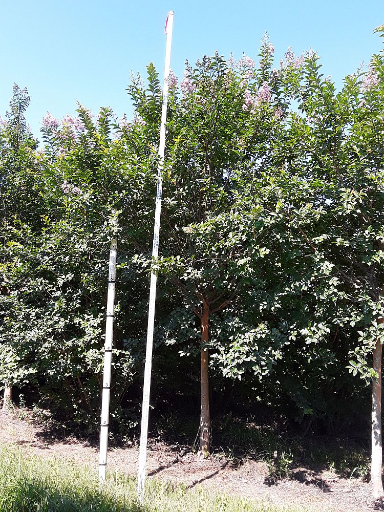 lagerstroemia-fauriei-muskogee-japanese-crape-myrtle