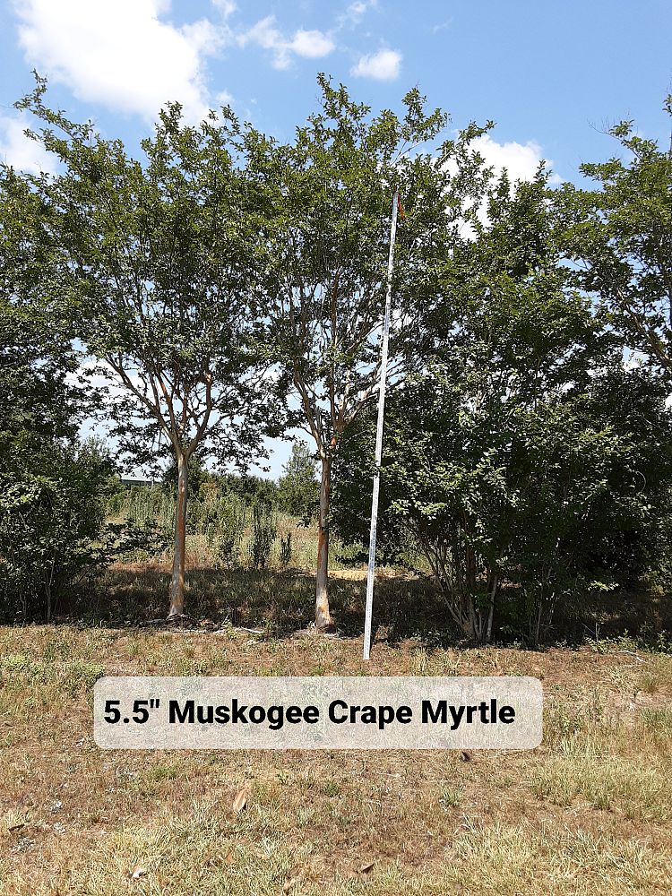 lagerstroemia-fauriei-muskogee-japanese-crape-myrtle