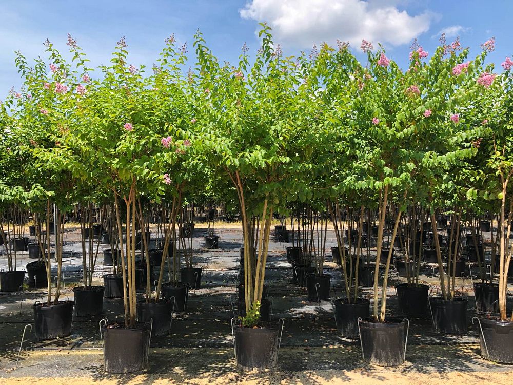 lagerstroemia-fauriei-muskogee-japanese-crape-myrtle