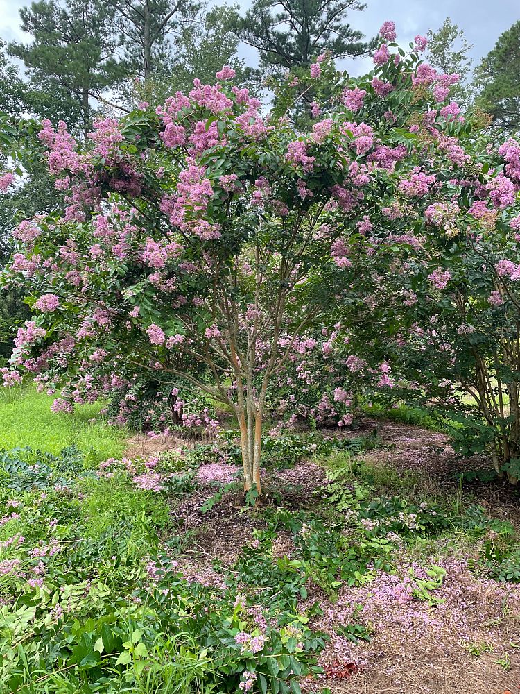 lagerstroemia-fauriei-muskogee-japanese-crape-myrtle