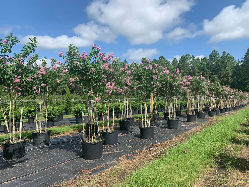 lagerstroemia-fauriei-muskogee-japanese-crape-myrtle