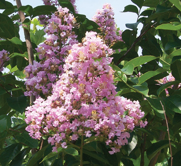 lagerstroemia-fauriei-muskogee-japanese-crape-myrtle