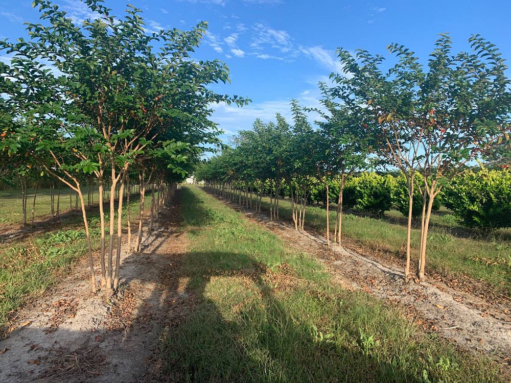 lagerstroemia-fauriei-muskogee-japanese-crape-myrtle