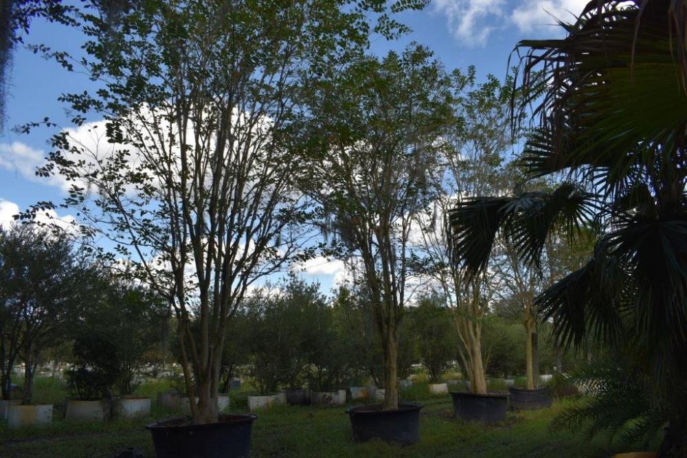 lagerstroemia-fauriei-muskogee-japanese-crape-myrtle