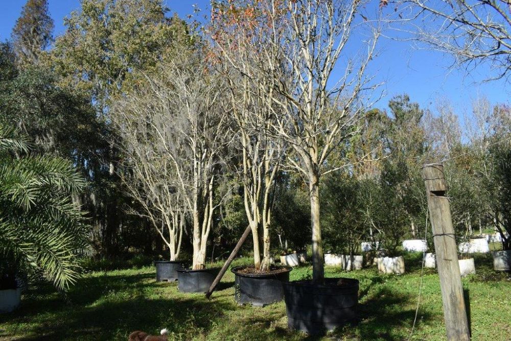 lagerstroemia-fauriei-muskogee-japanese-crape-myrtle