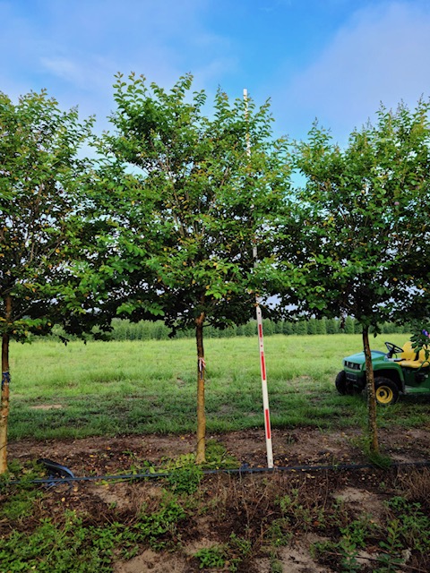 lagerstroemia-fauriei-muskogee-japanese-crape-myrtle