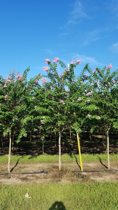 lagerstroemia-fauriei-muskogee-japanese-crape-myrtle