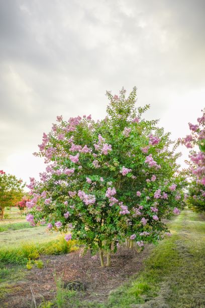 lagerstroemia-fauriei-muskogee-japanese-crape-myrtle