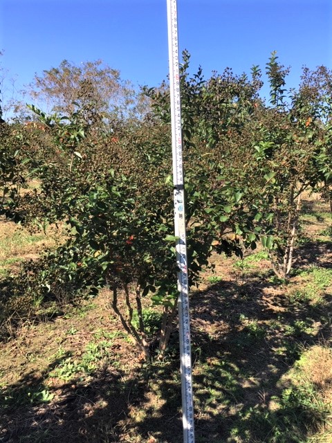 lagerstroemia-fauriei-muskogee-japanese-crape-myrtle