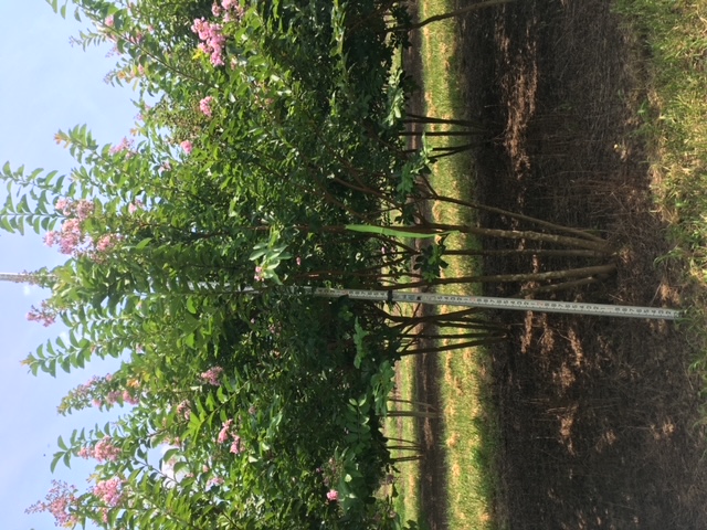 lagerstroemia-fauriei-muskogee-japanese-crape-myrtle