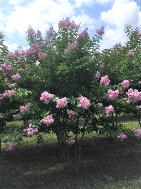 lagerstroemia-fauriei-muskogee-japanese-crape-myrtle