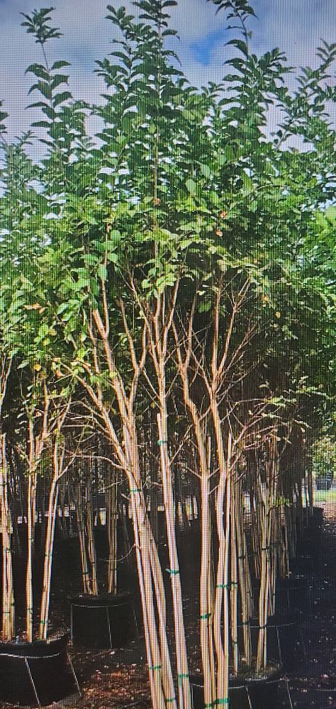 lagerstroemia-fauriei-muskogee-japanese-crape-myrtle