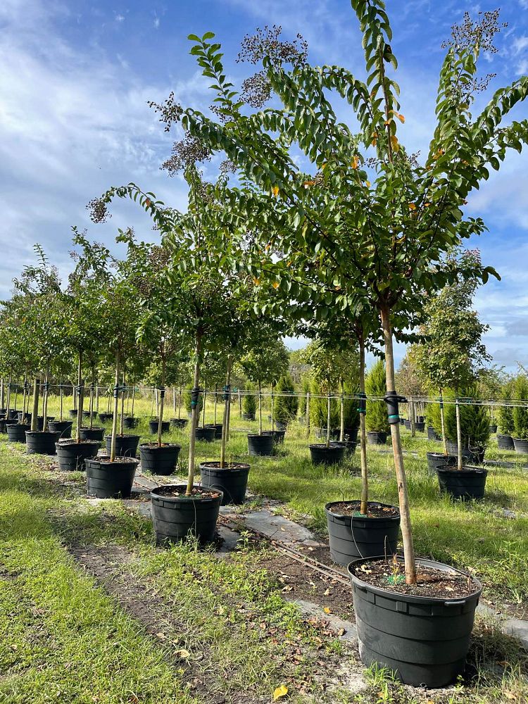 lagerstroemia-fauriei-muskogee-japanese-crape-myrtle
