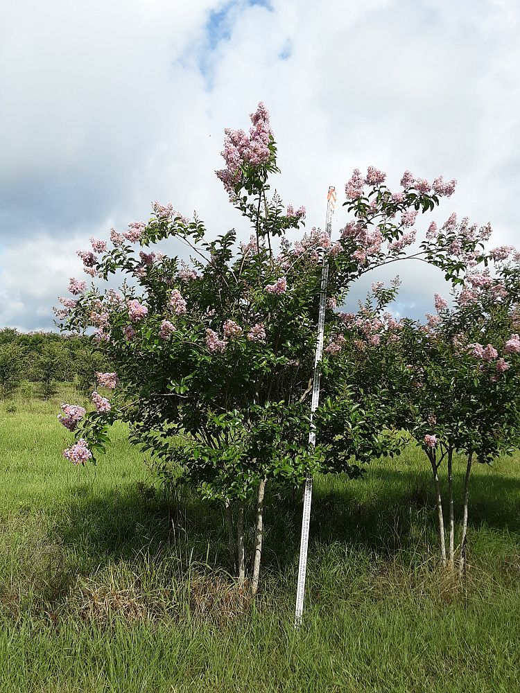 lagerstroemia-fauriei-muskogee-japanese-crape-myrtle