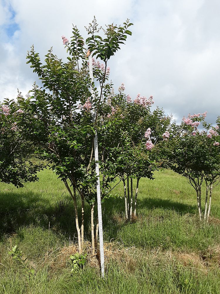 lagerstroemia-fauriei-muskogee-japanese-crape-myrtle