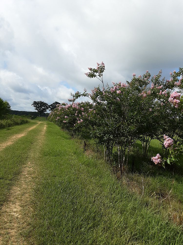 lagerstroemia-fauriei-muskogee-japanese-crape-myrtle