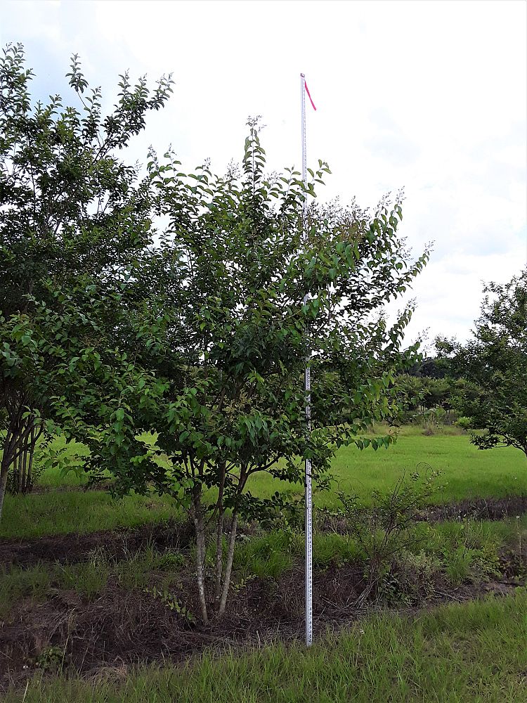 lagerstroemia-fauriei-muskogee-japanese-crape-myrtle