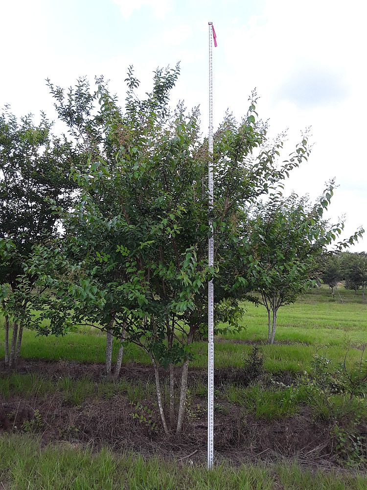 lagerstroemia-fauriei-muskogee-japanese-crape-myrtle