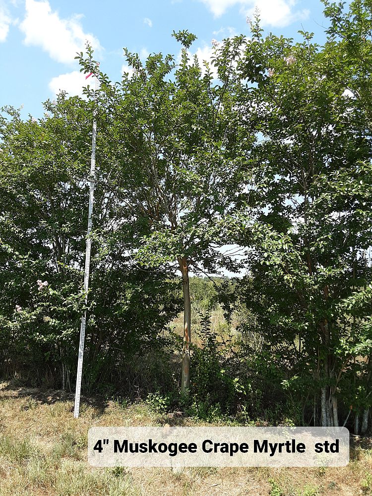 lagerstroemia-fauriei-muskogee-japanese-crape-myrtle