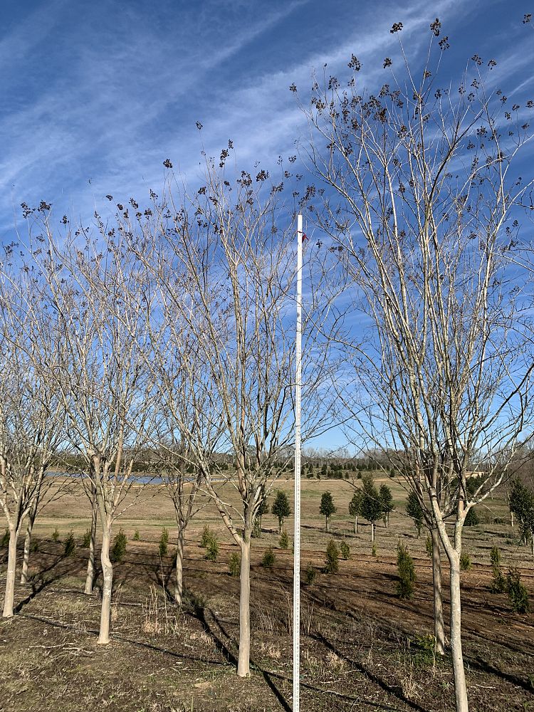 lagerstroemia-fauriei-muskogee-japanese-crape-myrtle
