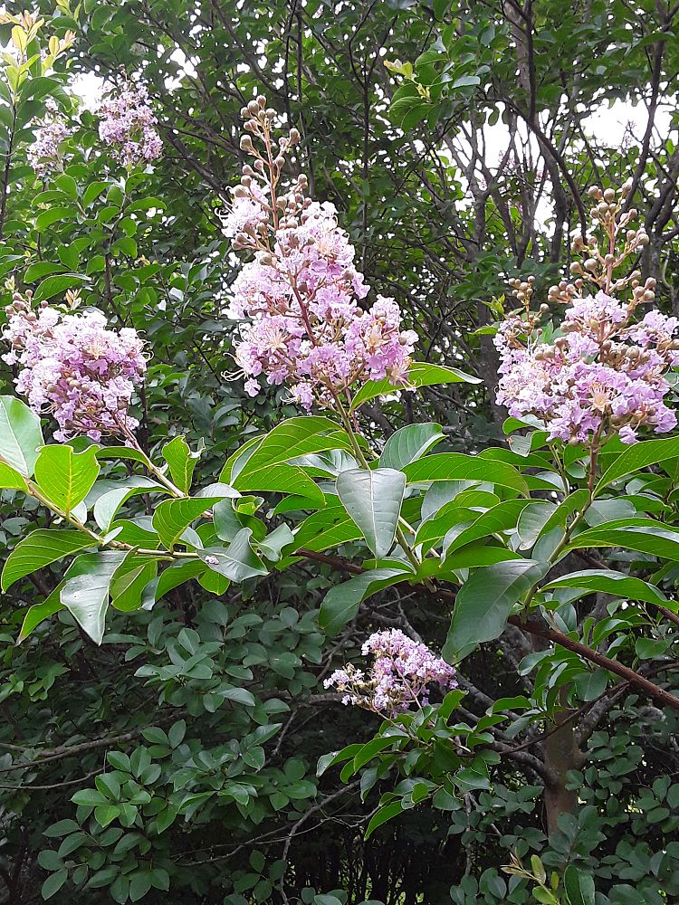 lagerstroemia-fauriei-muskogee-japanese-crape-myrtle