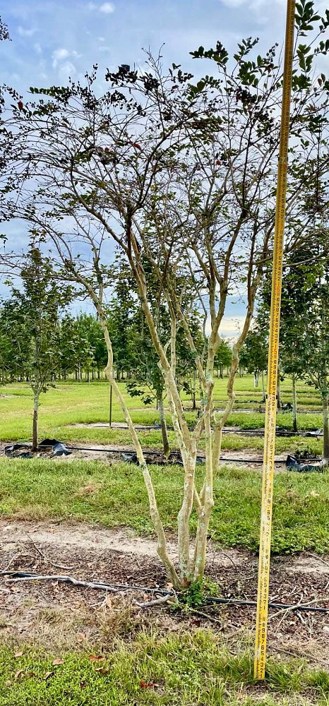 lagerstroemia-fauriei-muskogee-japanese-crape-myrtle
