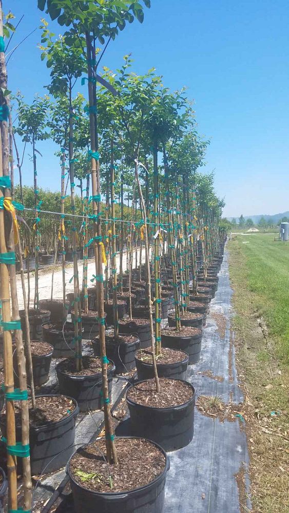 lagerstroemia-fauriei-muskogee-japanese-crape-myrtle