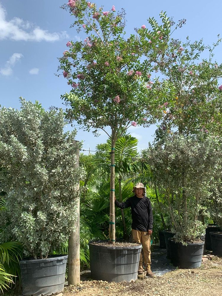 lagerstroemia-fauriei-muskogee-japanese-crape-myrtle