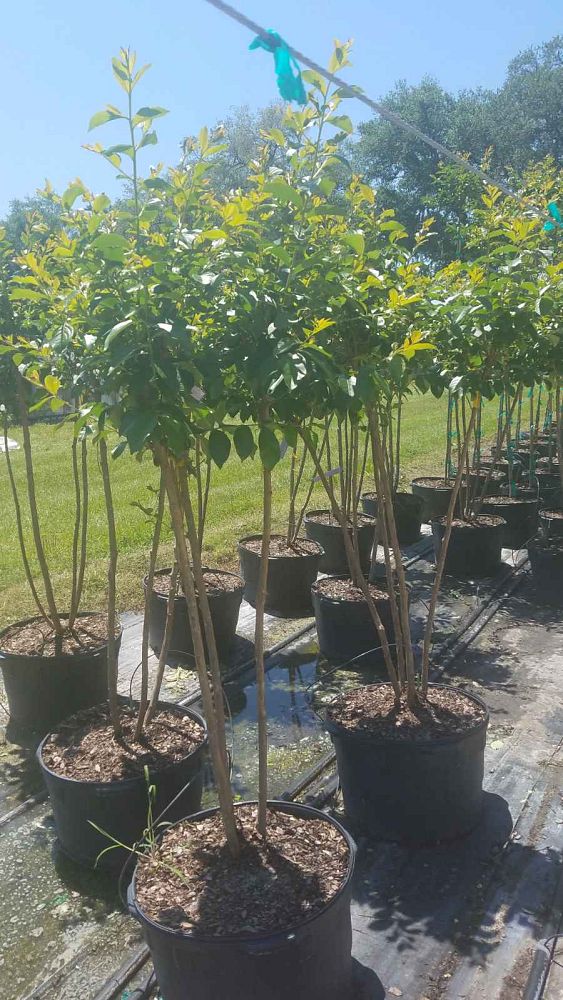 lagerstroemia-fauriei-muskogee-japanese-crape-myrtle