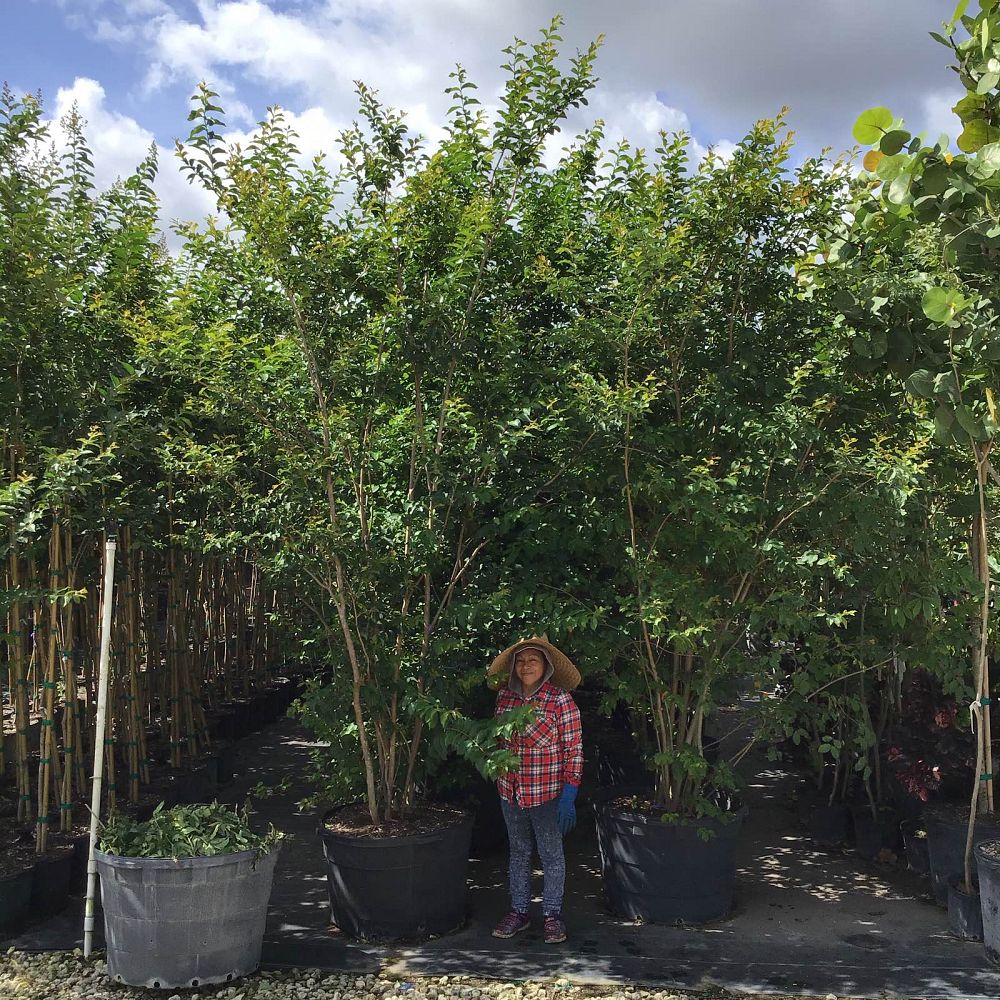 lagerstroemia-fauriei-muskogee-japanese-crape-myrtle
