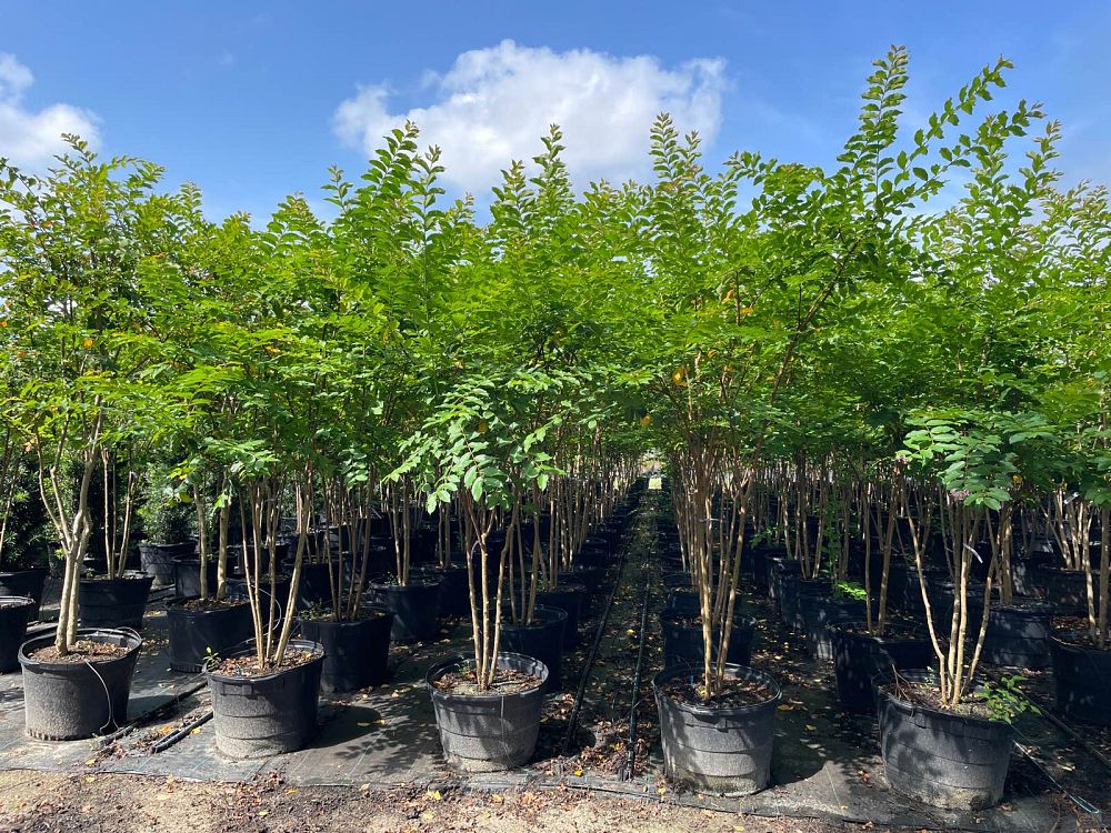 lagerstroemia-fauriei-muskogee-japanese-crape-myrtle