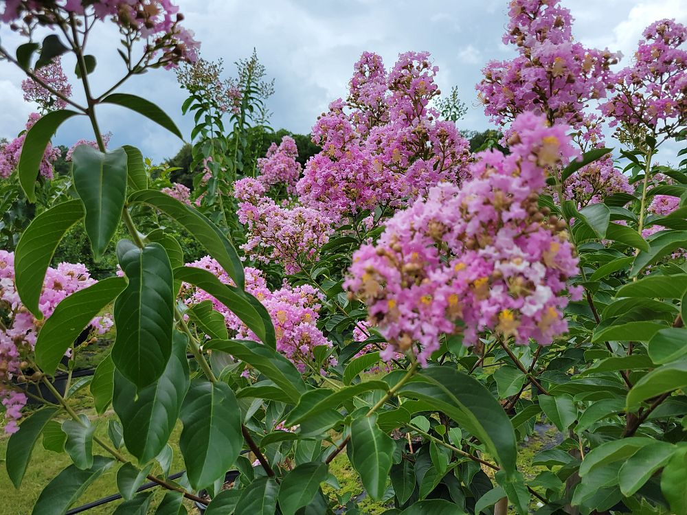 lagerstroemia-fauriei-muskogee-japanese-crape-myrtle