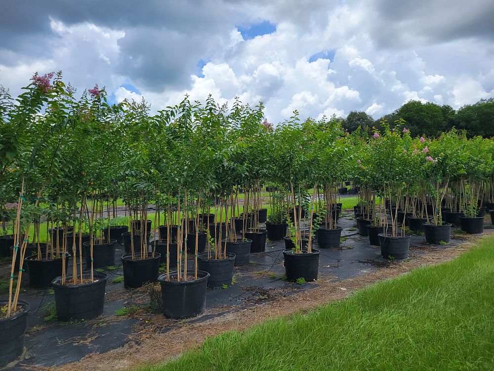 lagerstroemia-fauriei-muskogee-japanese-crape-myrtle