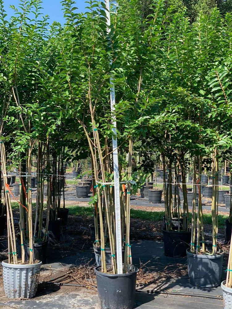 lagerstroemia-fauriei-muskogee-japanese-crape-myrtle