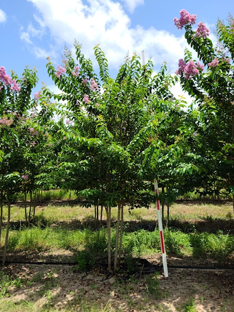 lagerstroemia-fauriei-muskogee-japanese-crape-myrtle