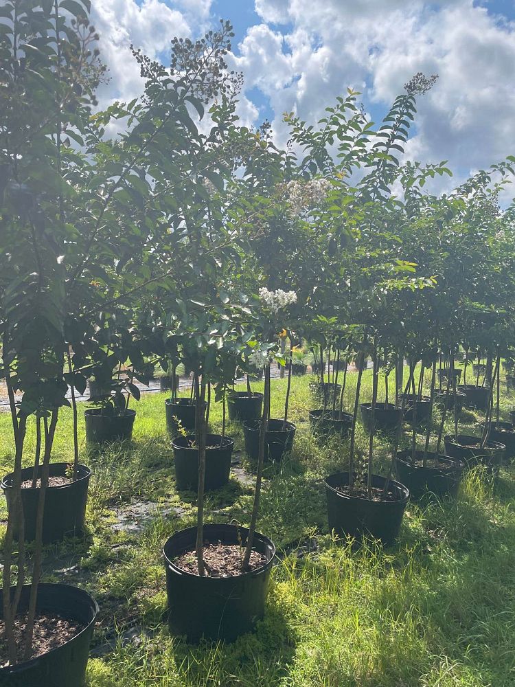 lagerstroemia-fauriei-muskogee-japanese-crape-myrtle