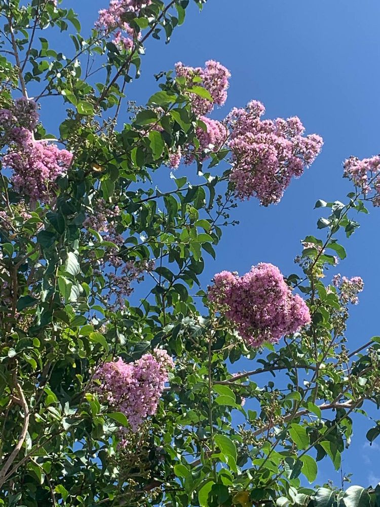 lagerstroemia-fauriei-muskogee-japanese-crape-myrtle