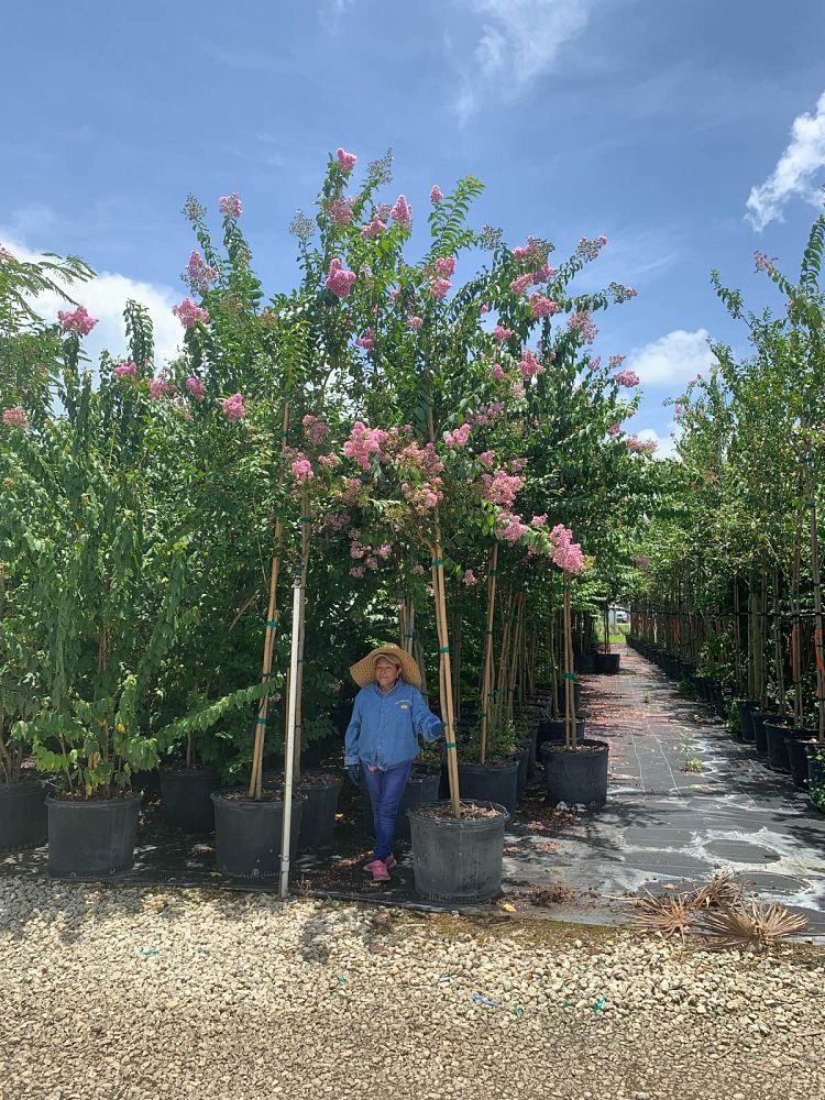 lagerstroemia-fauriei-muskogee-japanese-crape-myrtle