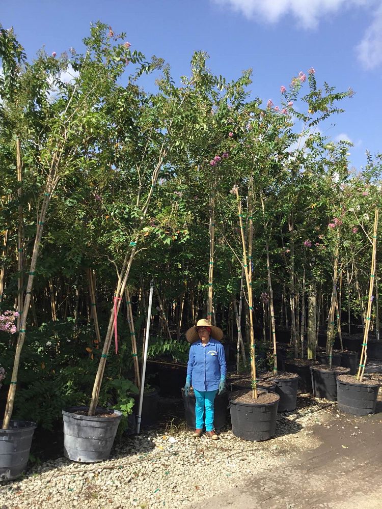 lagerstroemia-fauriei-muskogee-japanese-crape-myrtle