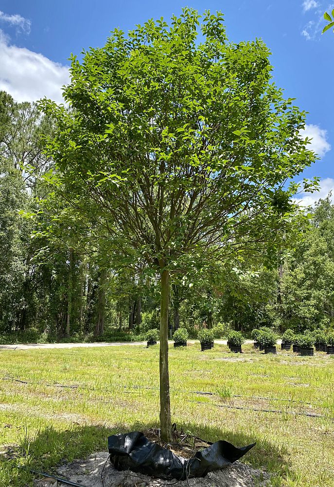 lagerstroemia-fauriei-muskogee-japanese-crape-myrtle